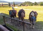 WESTERNCITI 21.08.2020